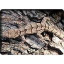 Kotschy’s Gecko (Cyrtopodion kotschyi)