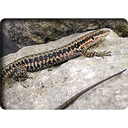 Kulzer’s Rock Lizard (Lacerta kulzeri)