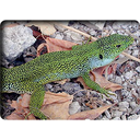 Levant Green Lizard (Lacerta media)