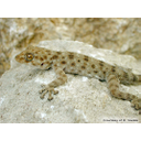 Levant Fan-footed Gecko (Ptyodactylus puiseuxi)