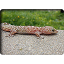 Turkish Gecko (Hemidactylus turcicus)